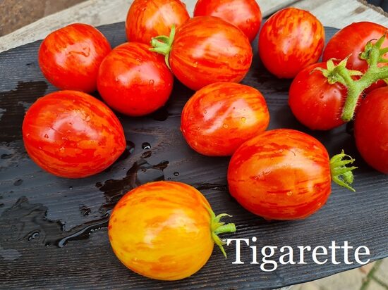 Tigarette, sarkans (tomāta stāds podiņā)